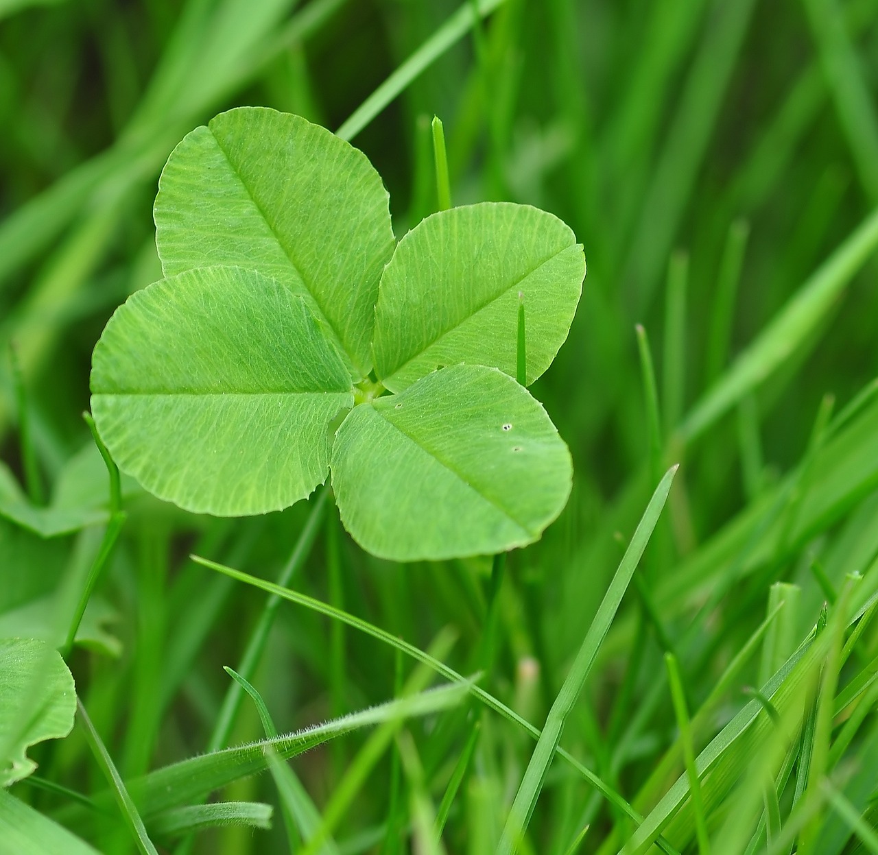 four leaf clover, happiness, lucky clover-711625.jpg